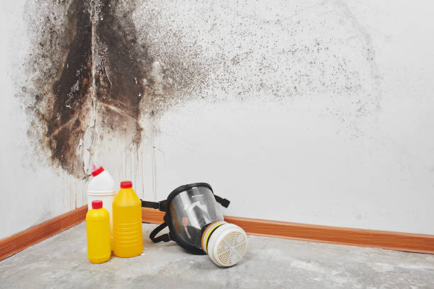 Best Home Mold Removal  in Milton, WA