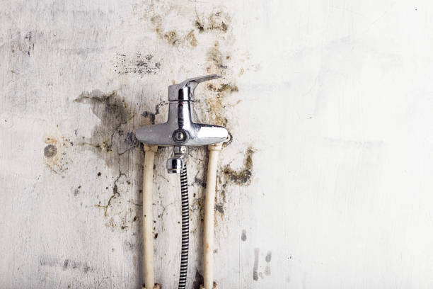 Best Mold Remediation Experts  in Milton, WA