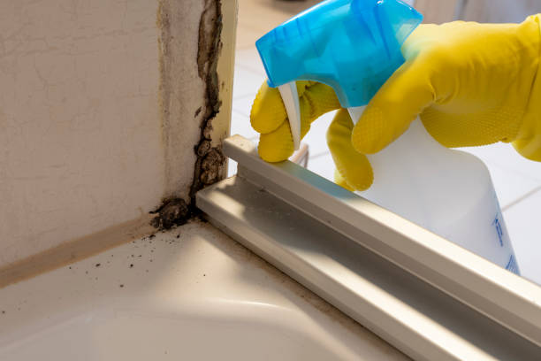 Best Same-Day Mold Removal  in Milton, WA