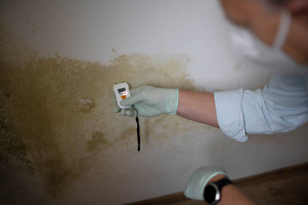 Best Office Mold Removal Services  in Milton, WA