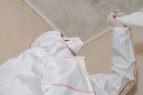 Best Mold Removal Company Near Me  in Milton, WA