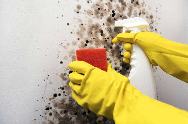 Best Attic Mold Removal  in Milton, WA