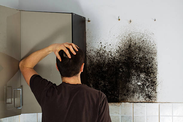 Best Toxic Mold Removal  in Milton, WA