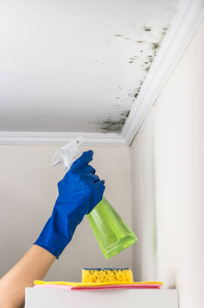 Milton, WA Mold Removal Company