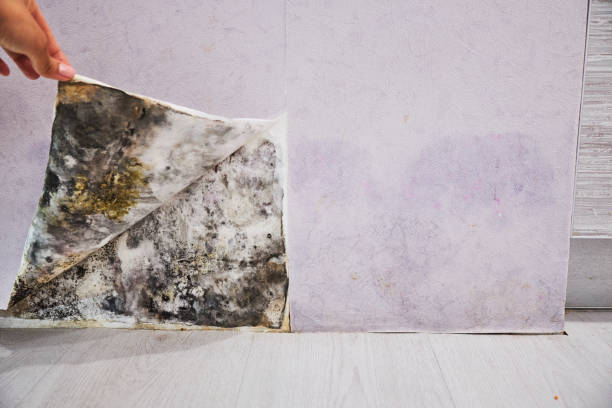 Best Water Damage Restoration  in Milton, WA